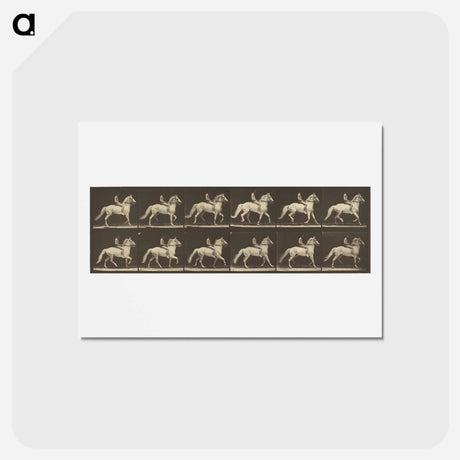 アートポストカード-Animal Locomotion
 - エドワード マイブリッジ Postcard.