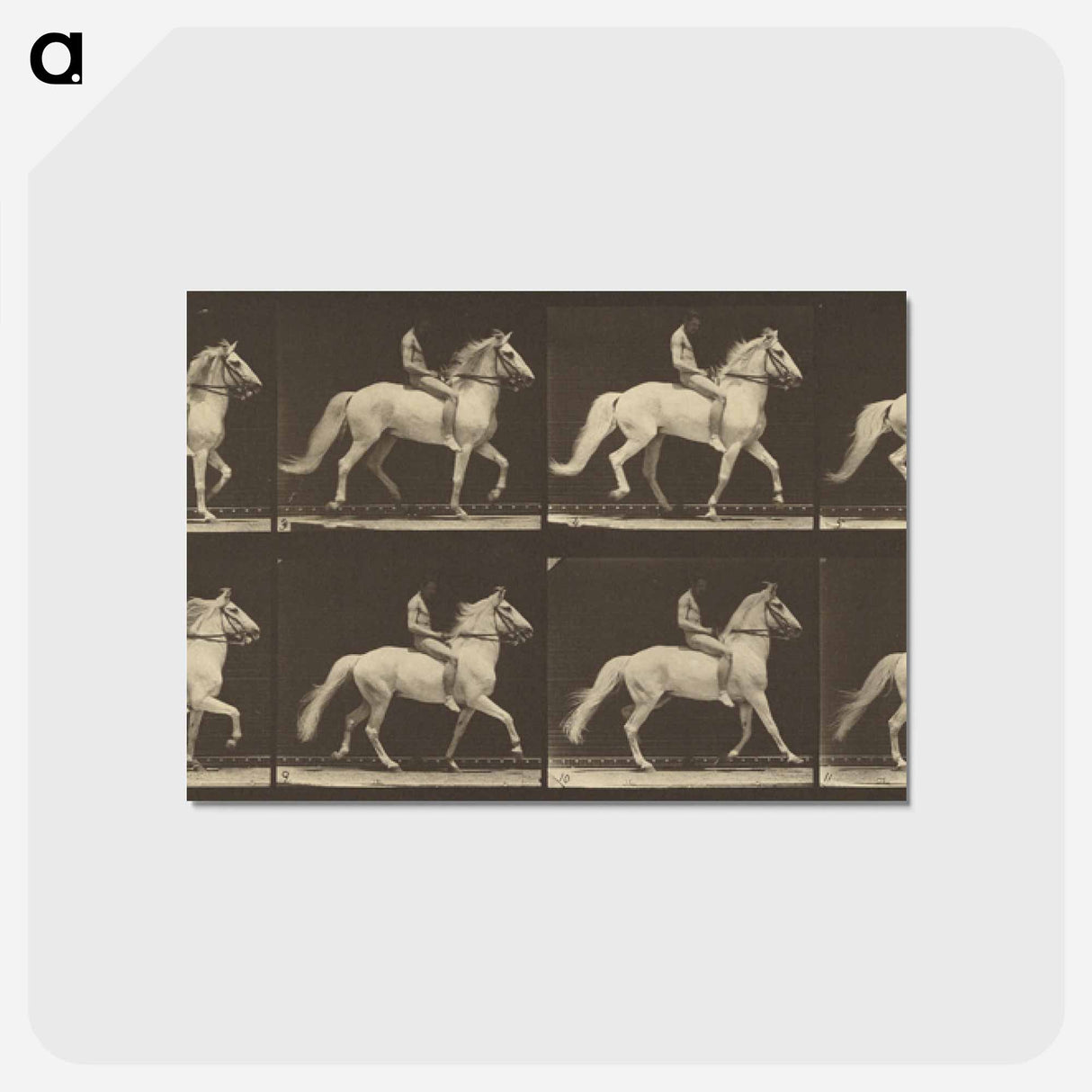 アートポストカード-Animal Locomotion
 - エドワード マイブリッジ Postcard.