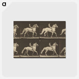 アートポストカード-Animal Locomotion
 - エドワード マイブリッジ Postcard.