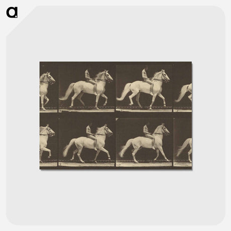 アートポストカード-Animal Locomotion
 - エドワード マイブリッジ Postcard.