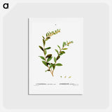 アートポストカード-Andromeda marginata (Andromede Marginé) - ピエール ジョゼフ ルドゥーテ Postcard.