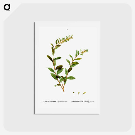 アートポストカード-Andromeda marginata (Andromede Marginé) - ピエール ジョゼフ ルドゥーテ Postcard.