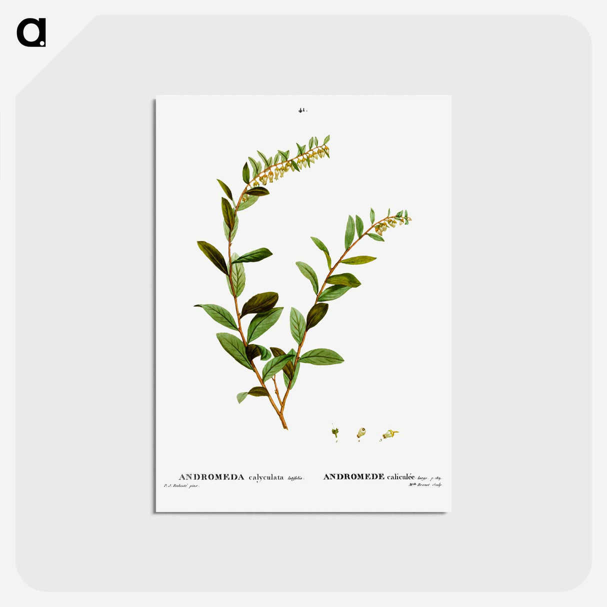 アートポストカード-Andromeda marginata (Andromede Marginé) - ピエール ジョゼフ ルドゥーテ Postcard.