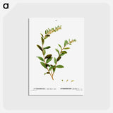 アートポストカード-Andromeda marginata (Andromede Marginé) - ピエール ジョゼフ ルドゥーテ Postcard.