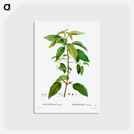 アートポストカード-Maqui (Aristotelia Maqui) - ピエール ジョゼフ ルドゥーテ Postcard.