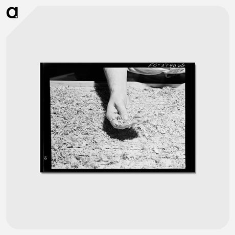 アートポストカード-Dehydrated Cabbage Quality
 - ラッセル リー Postcard.