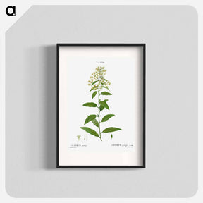 アートポスター-Green cestrum, Cestrum parqui - ピエール ジョゼフ ルドゥーテ Poster.