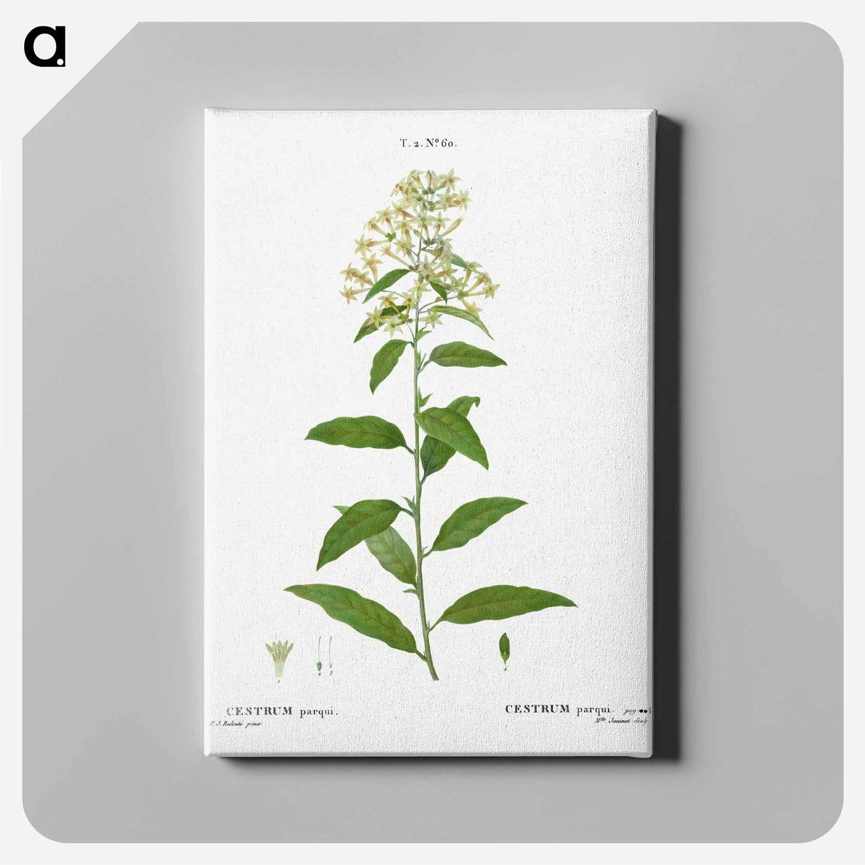 アートパネル-Green cestrum, Cestrum parqui - ピエール ジョゼフ ルドゥーテ Canvas.