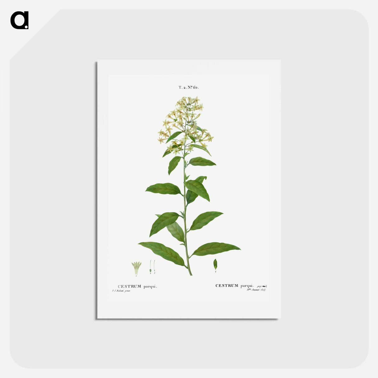アートポストカード-Green cestrum, Cestrum parqui - ピエール ジョゼフ ルドゥーテ Postcard.