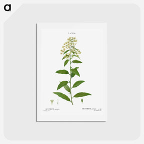 アートポストカード-Green cestrum, Cestrum parqui - ピエール ジョゼフ ルドゥーテ Postcard.