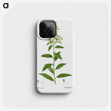 Green cestrum, Cestrum parqui - Pierre Joseph Redouté Phone Case.