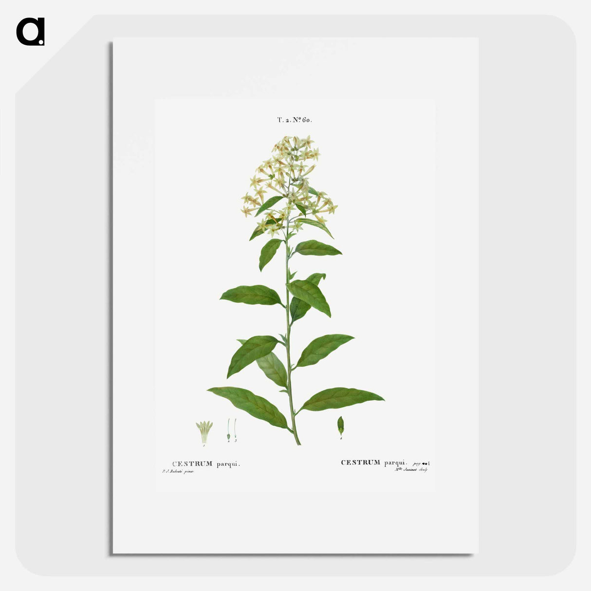 Green cestrum, Cestrum parqui - ピエール ジョゼフ ルドゥーテ Poster.