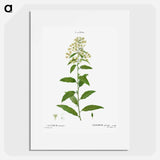 Green cestrum, Cestrum parqui - ピエール ジョゼフ ルドゥーテ Poster.