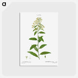 アートポストカード-Green cestrum, Cestrum parqui - ピエール ジョゼフ ルドゥーテ Postcard.