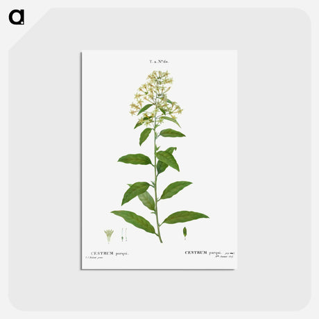 アートポストカード-Green cestrum, Cestrum parqui - ピエール ジョゼフ ルドゥーテ Postcard.