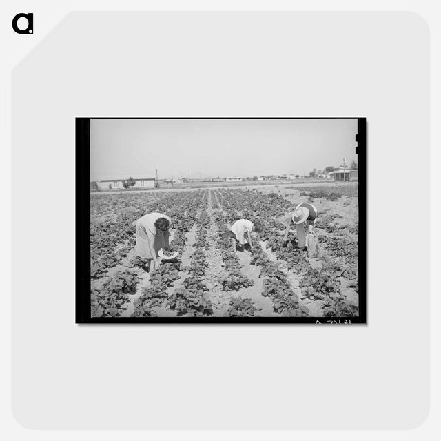 アートポストカード-Community Garden Harvest
 - ラッセル リー Postcard.
