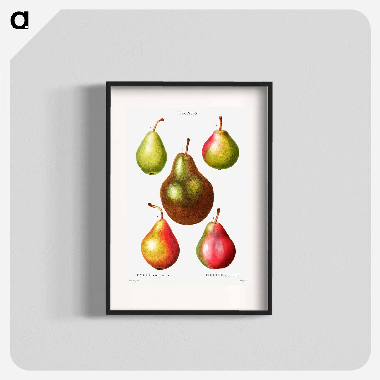 Pear, Pyrus communis - ピエール ジョゼフ ルドゥーテ Poster.