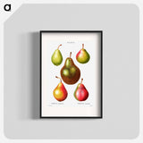 Pear, Pyrus communis - ピエール ジョゼフ ルドゥーテ Poster.