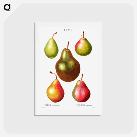 アートポストカード-Pear, Pyrus communis - ピエール ジョゼフ ルドゥーテ Postcard.