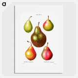 Pear, Pyrus communis - ピエール ジョゼフ ルドゥーテ Poster.