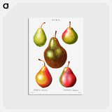 アートポストカード-Pear, Pyrus communis - ピエール ジョゼフ ルドゥーテ Postcard.