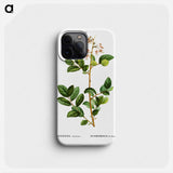 Andromeda mariana - ピエール ジョゼフ ルドゥーテ Phone Case.