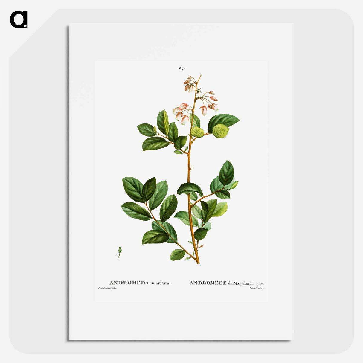 Andromeda mariana - Pierre Joseph Redouté Poster.