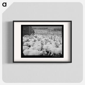 アートポスター-Freshly-Shorn Sheep
 - ラッセル リー Poster.