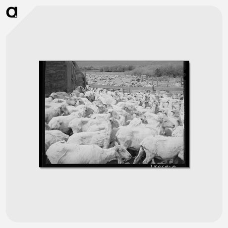 アートポストカード-Freshly-Shorn Sheep
 - ラッセル リー Postcard.