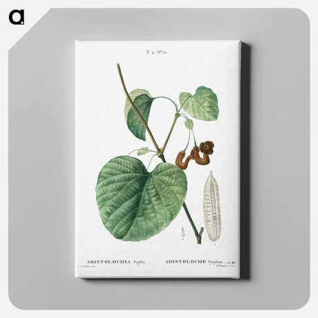 アートパネル-Dutchman's pipe - ピエール ジョゼフ ルドゥーテ Canvas.