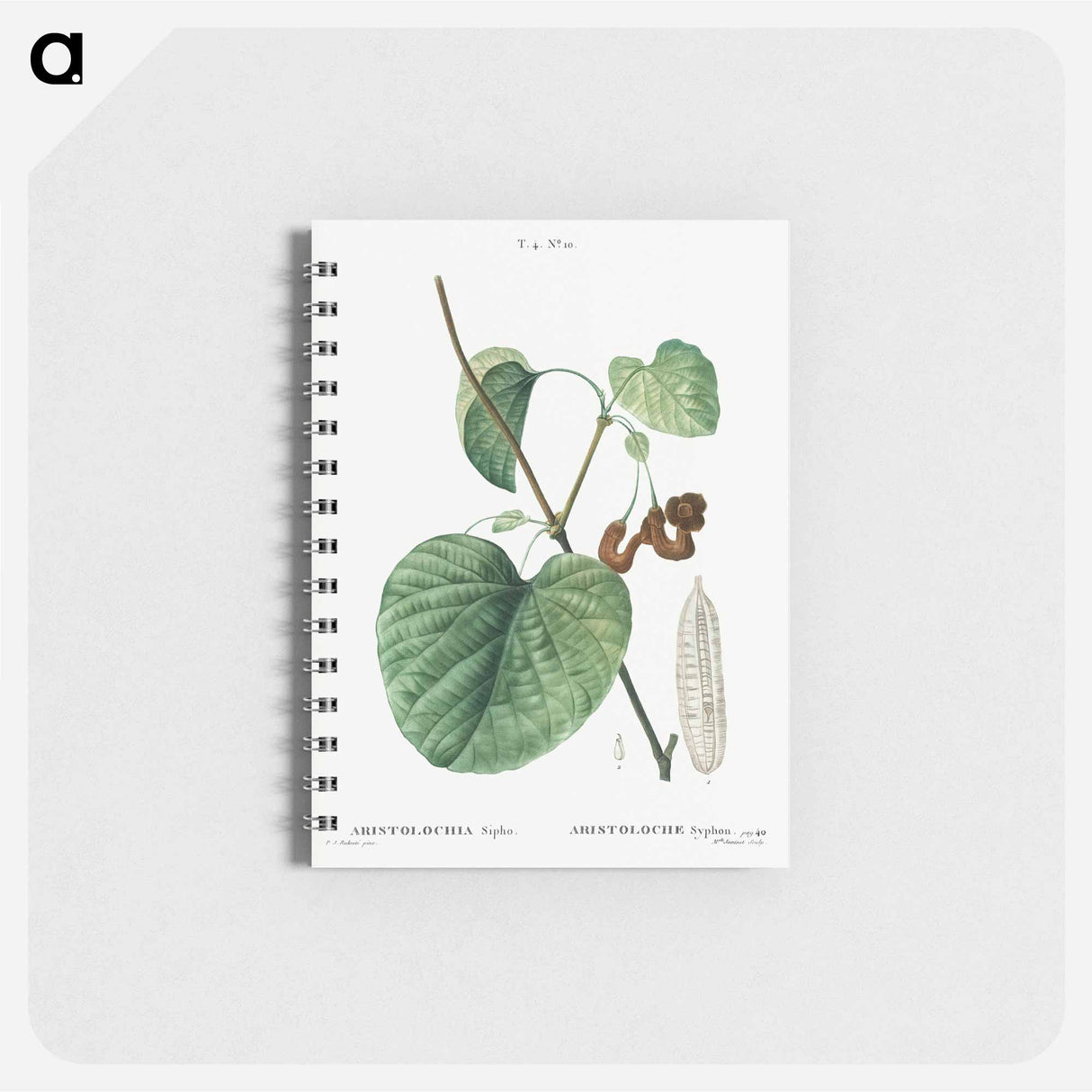 Dutchman's pipe - ピエール ジョゼフ ルドゥーテ Memo.
