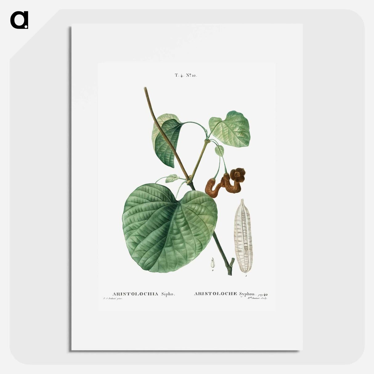 Dutchman's pipe - Pierre Joseph Redouté Poster.