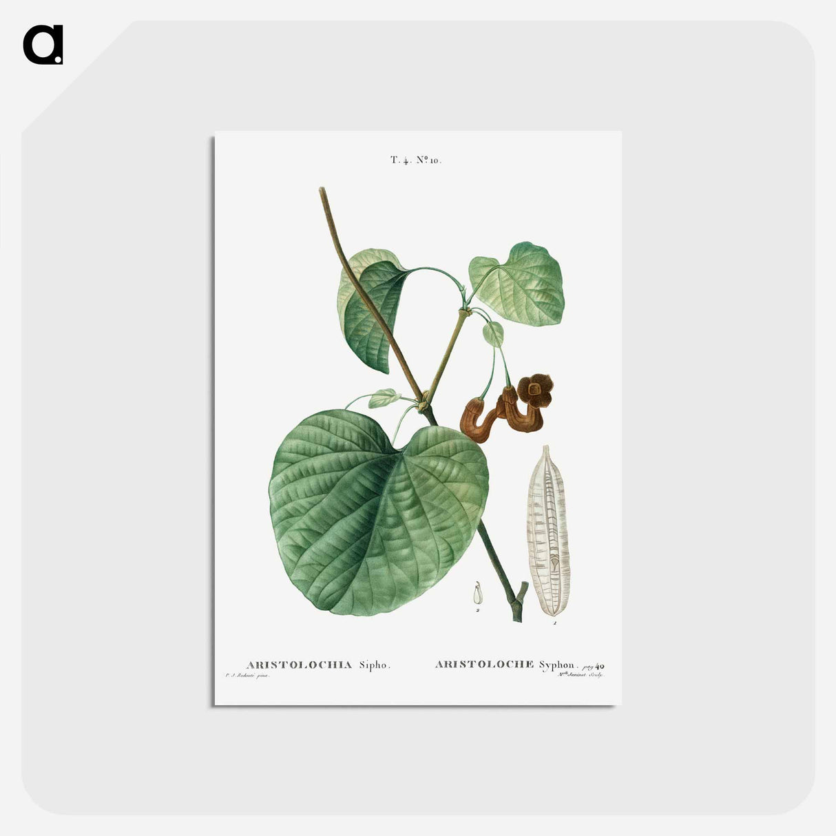 アートポストカード-Dutchman's pipe - ピエール ジョゼフ ルドゥーテ Postcard.