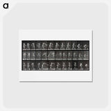 アートポストカード-Woman with Bowl
 - エドワード マイブリッジ Postcard.