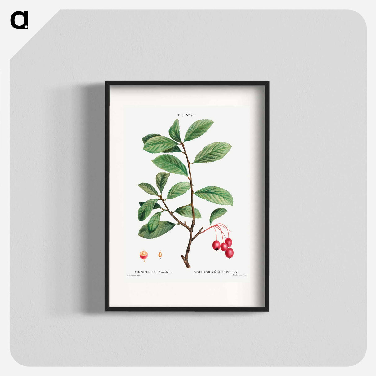 Broad-leaved cockspur thorn, Mespilus prunifolia - Pierre-Joseph Redouté Poster.