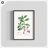 Broad-leaved cockspur thorn, Mespilus prunifolia - Pierre-Joseph Redouté Poster.