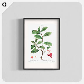 アートポスター-Broad-leaved cockspur thorn, Mespilus prunifolia - ピエール ジョゼフ ルドゥーテ Poster.
