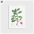 アートポストカード-Broad-leaved cockspur thorn, Mespilus prunifolia - ピエール ジョゼフ ルドゥーテ Postcard.