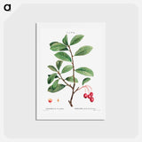 アートポストカード-Broad-leaved cockspur thorn, Mespilus prunifolia - ピエール ジョゼフ ルドゥーテ Postcard.