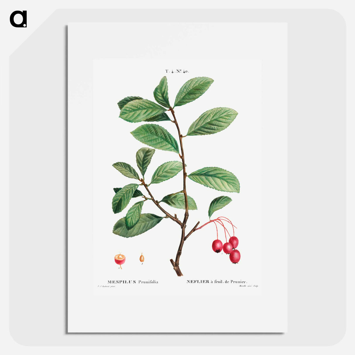 Broad-leaved cockspur thorn, Mespilus prunifolia - Pierre-Joseph Redouté Poster.