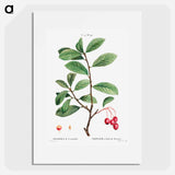 Broad-leaved cockspur thorn, Mespilus prunifolia - Pierre-Joseph Redouté Poster.