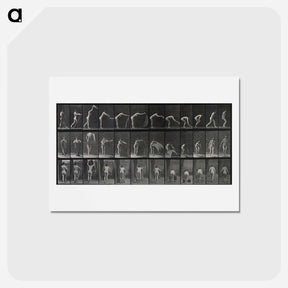 アートポストカード-Placing the Rug
 - エドワード マイブリッジ Postcard.