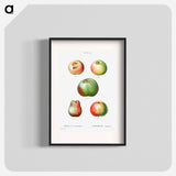 Apple - Pierre Joseph Redouté Poster.