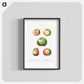アートポスター-Apple - ピエール ジョゼフ ルドゥーテ Poster.