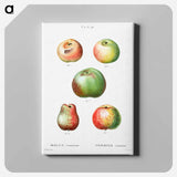 アートパネル-Apple - ピエール ジョゼフ ルドゥーテ Canvas.