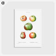 アートポストカード-Apple - ピエール ジョゼフ ルドゥーテ Postcard.