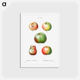 アートポストカード-Apple - ピエール ジョゼフ ルドゥーテ Postcard.