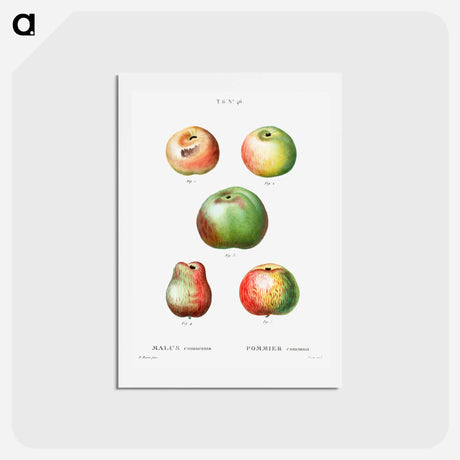 アートポストカード-Apple - ピエール ジョゼフ ルドゥーテ Postcard.