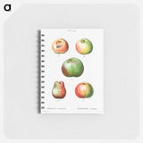 Apple - ピエール ジョゼフ ルドゥーテ Memo.