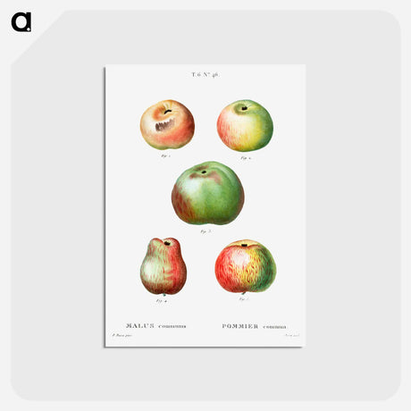 アートポストカード-Apple - ピエール ジョゼフ ルドゥーテ Postcard.
